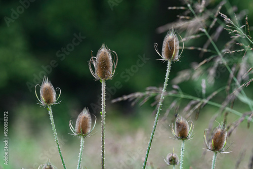 Common teasel with bokeh background photo