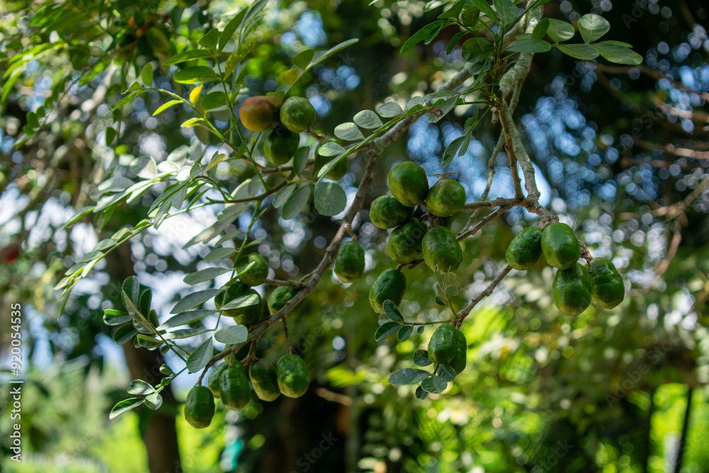 Fototapeta premium Clusters of Green and Red Plums on Tree – Fresh Fruit in Orchard
