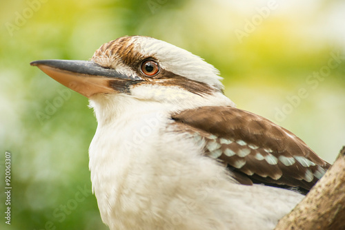 The laughing kookaburra is a bird in the kingfisher subfamily Halcyoninae. It is a large robust kingfisher with a whitish head and a brown eye-stripe.  photo