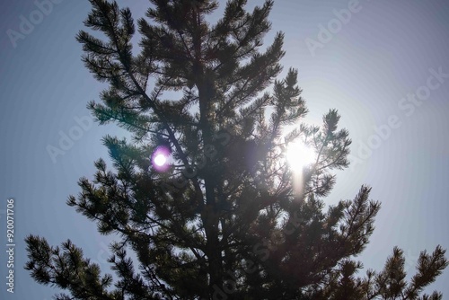 Sun Shining Through Pine Tree Lens Flare