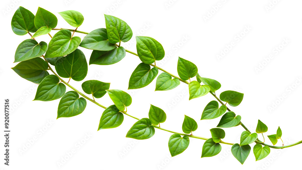 Green vine with heart-shaped leaves for natural decoration and plant growth isolated on transparent background Green vine with heart-shaped leaves for natural decoration and plant growth isolated on transparent background