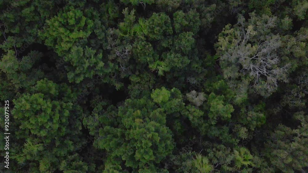 Top aerial view of trees in the Mayan Jungle in Tulum Top aerial view of trees in the Mayan Jungle in Tulum