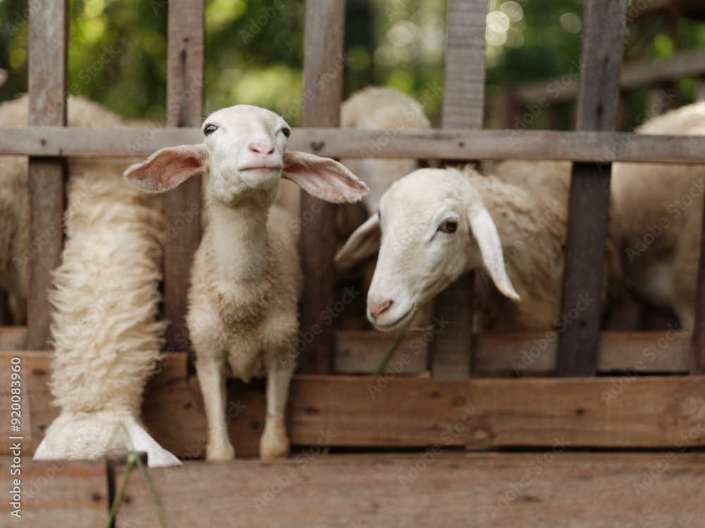 A herd of sheep standing in a pen with their heads sticking out of the fence A herd of sheep standing in a pen with their heads sticking out of the fence