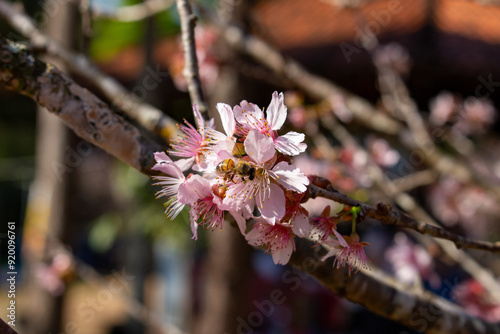 Flor de cerejeira. Sakura photo