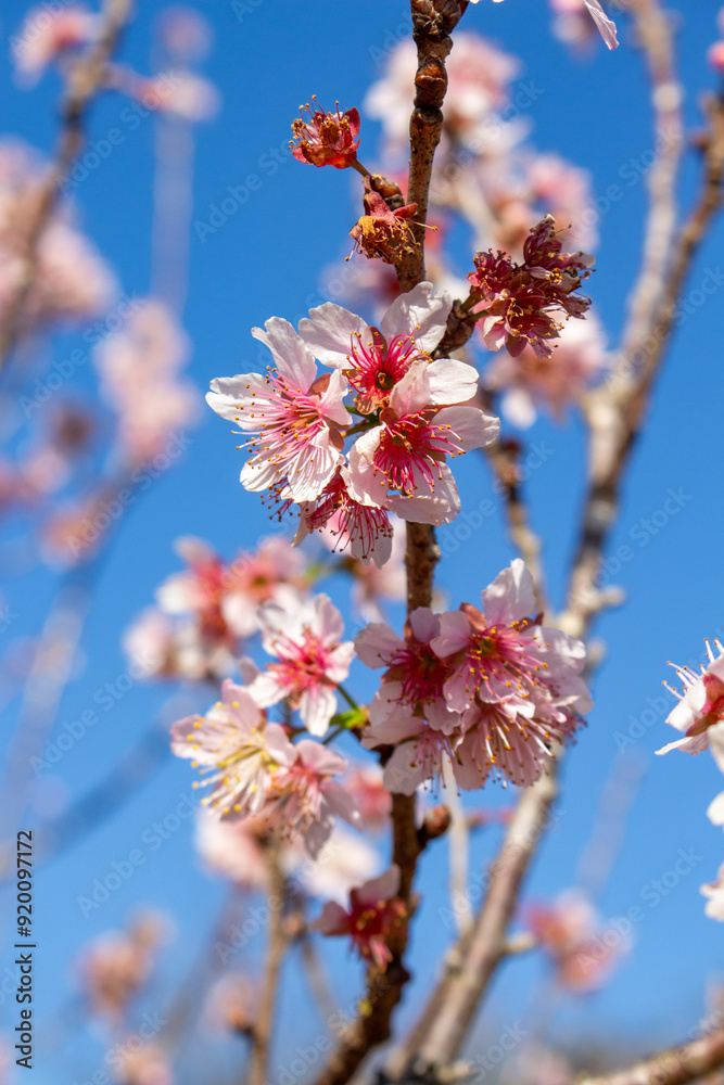 Fotografie Flor de cerejeira. Sakura