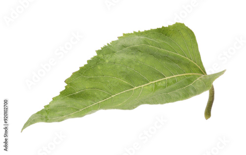 One green sunflower leaf isolated on white