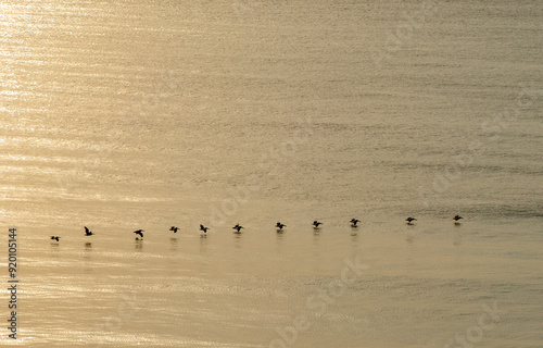 Pelicans in Flight, Pelicans in formation