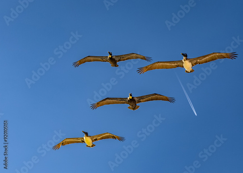 Pelicans in formation, pelicans in flight against blue sky