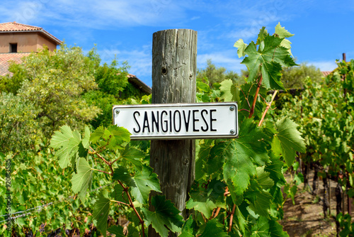 Sangiovese red wine grape variety outdoor sign on wooden post in summer vineyard. Close up