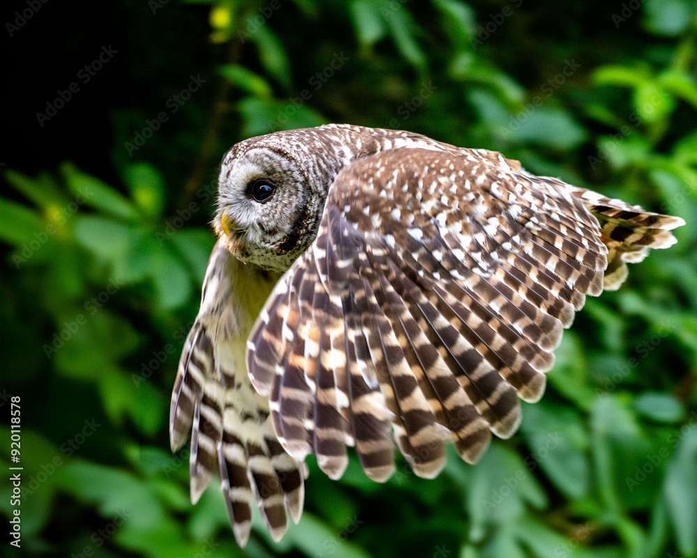 Obraz premium Barred owl in flight