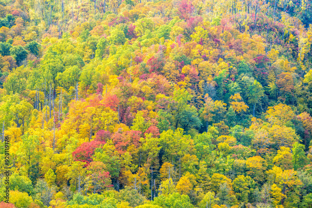 Fall colors in the Smoky Mountains Fall colors in the Smoky Mountains
