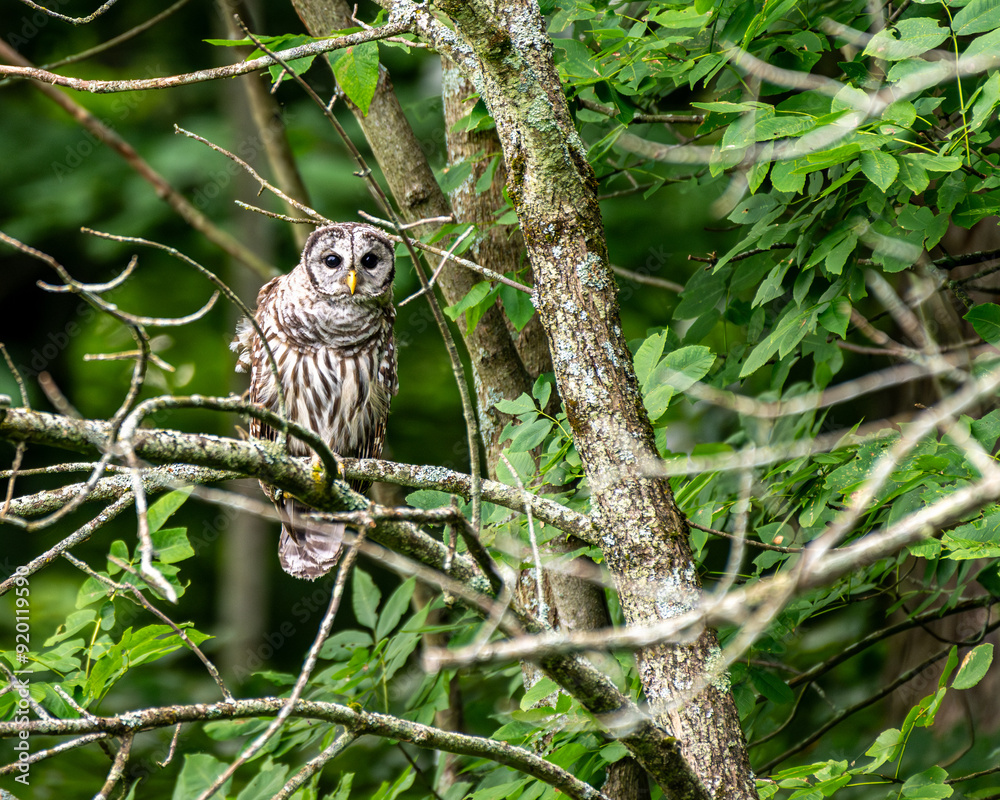 Fototapeta premium Young Barred Owl