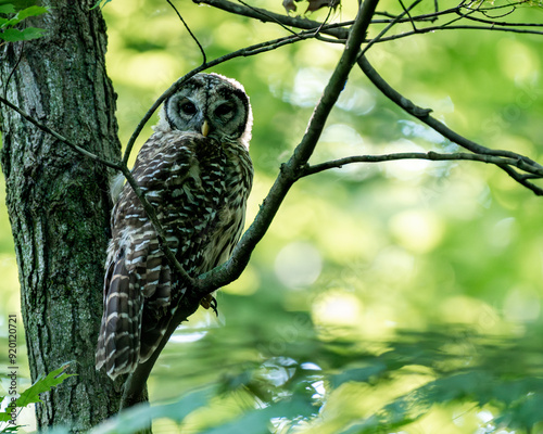 Juvenile barre owl in tree photo