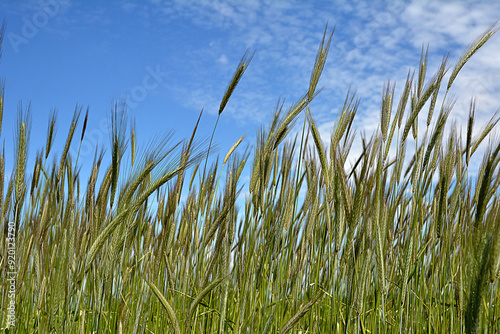 Worm's eye view on in field with rye against blue sky in summer.