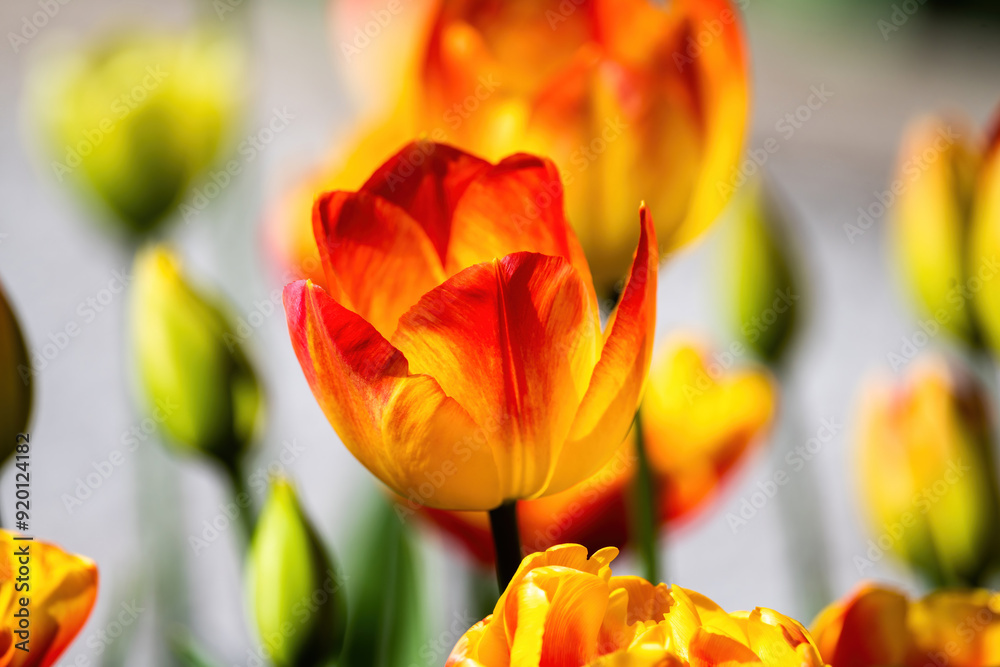 Orange, Red and Yellow Tulip Portrait Orange, Red and Yellow Tulip Portrait