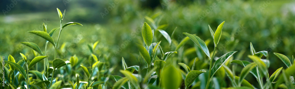 Banner Green tea tree leaves field young tender bud herbal Green tea tree in camellia sinensis organic farm. Panorama Fresh Tree tea leaf plant green nature in herbal farm background with Copy Space Banner Green tea tree leaves field young tender bud herbal Green tea tree in camellia sinensis organic farm. Panorama Fresh Tree tea leaf plant green nature in herbal farm background with Copy Space
