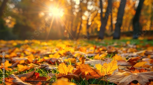 Autumn Leaves on Grassy Forest Floor