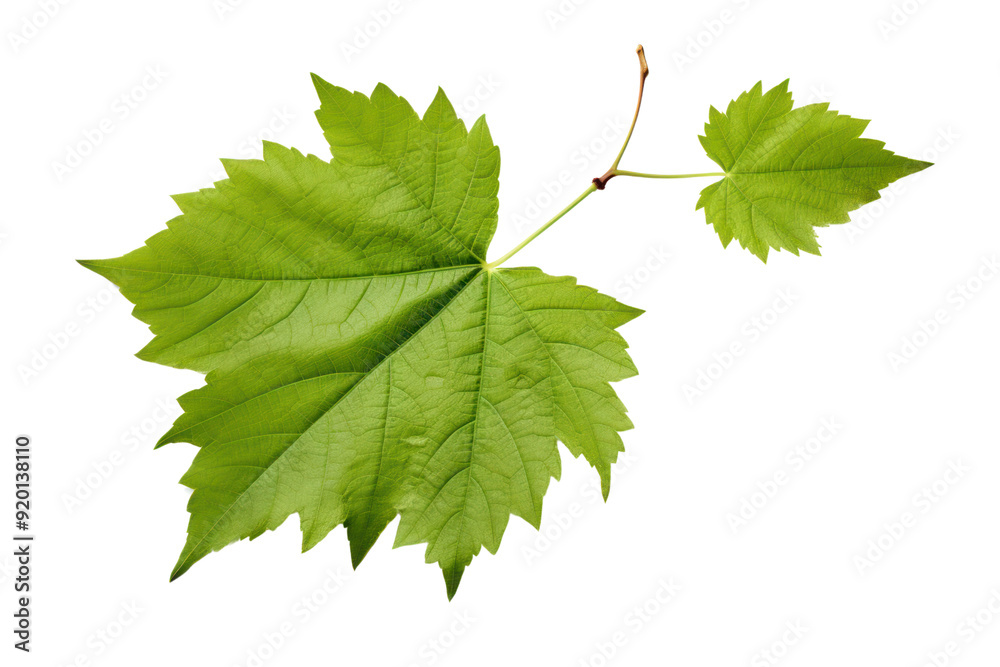 Realistic digital illustration of grape leaves, isolated on white background. Realistic digital illustration of grape leaves, isolated on white background.