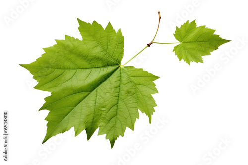 Realistic digital illustration of grape leaves, isolated on white background.