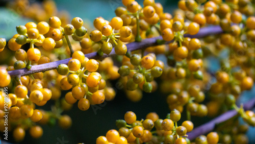 Fototapeta Naklejka Na Ścianę i Meble -  Heptapleurum arboricola (Schefflera arboricola, dwarf umbrella tree, ezhang tang, goose-sole vine, Schefflera arboricolum). The fruits are inedible to humans, but may be consumed birds, parrots etc