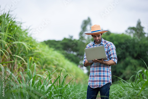 Modern Farmer Using Laptop in Sugarcane Field, Integrating Technology for Crop Management and Agricultural Efficiency