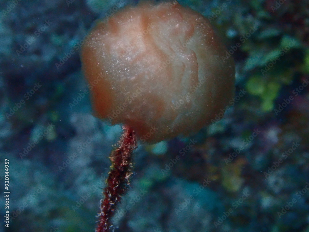 Fototapeta premium coral reef in the ocean 