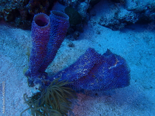 coral reef in the ocean 