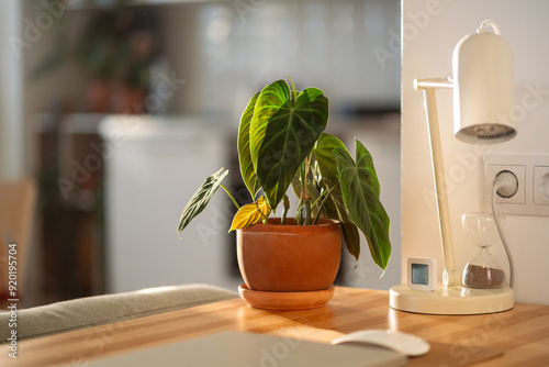 Ornamental Philodendron Splendid plant with hear sheped green velvet leaves in flower pot at desk at home, sunlight, soft focus. Araceae. Home gardening concept photo