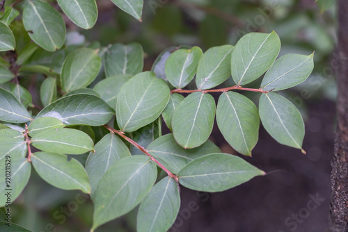 A close-up of the leaves on lagerstroemia indica tree, with their bright green color and unique shape