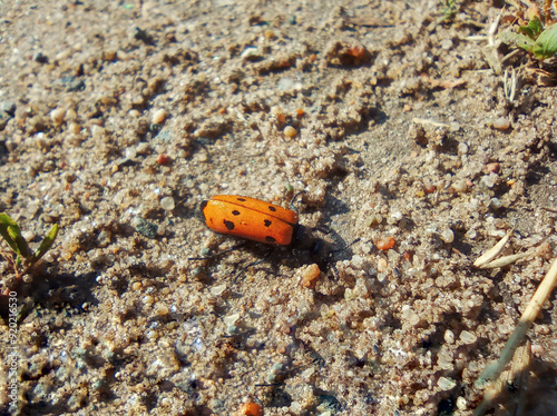 A red beetle digs the ground close-up. Insects of the desert, steppe. Meloidae is a family of beetles. Mylabris quadripunctata. photo