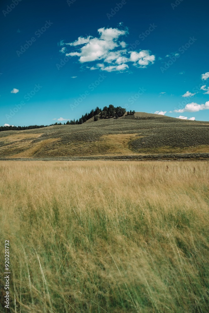 Scenic landscape of a grassy field with a hill and blue sky with clouds in the background Scenic landscape of a grassy field with a hill and blue sky with clouds in the background