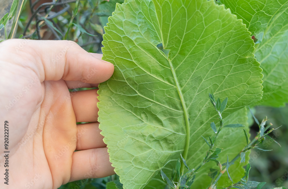 Close-up of a hand holding a green horseradish leaf, focusing on the texture and shape of a single highly detailed leaf Close-up of a hand holding a green horseradish leaf, focusing on the texture and shape of a single highly detailed leaf