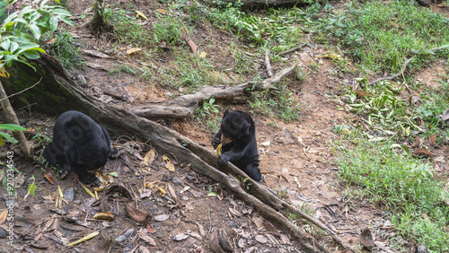 Two biruangs feed in Bornean Sun Bear Conservation Centre. Endemic animals eat bananas while sitting on the ground at the roots of trees. Black fur, orange muzzles, clawed paws. Malaysia. Borneo. photo