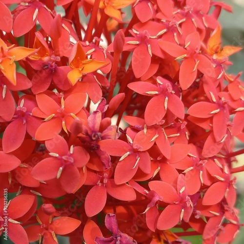 Red flower called Asoka from lxora famili Rubiaceae | Beautiful blooming flower natural photos photo