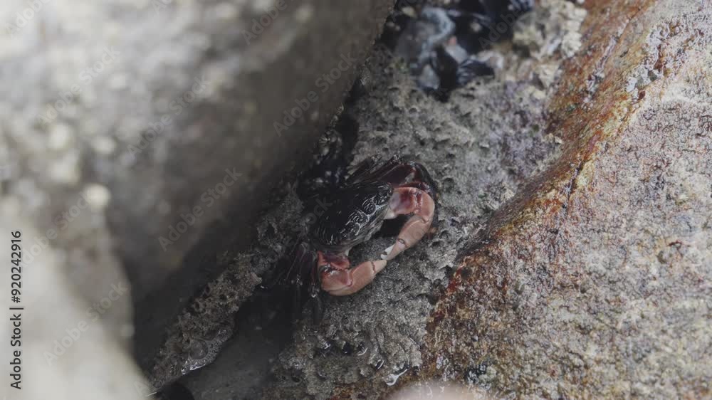 A crab nestles between rocks in a tide pool, its powerful claws and intricate shell patterns highlighted in this detailed shot. A glimpse into the life of a tide pool survivor. A crab nestles between rocks in a tide pool, its powerful claws and intricate shell patterns highlighted in this detailed shot. A glimpse into the life of a tide pool survivor.