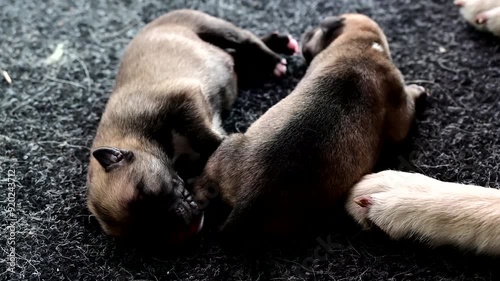 group of single newborn puppy sleeping photo