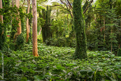 View of the mossy forest, Mānoa Falls Trail photo