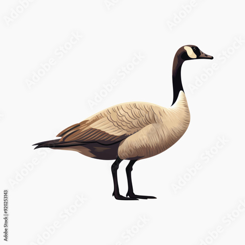 Elegant Canadian goose illustration art