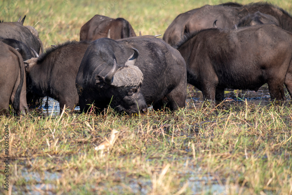 Fototapeta premium The African buffalo, Syncerus caffer, is a large sub-Saharan African bovine found in Southern Africa and East Africa. 