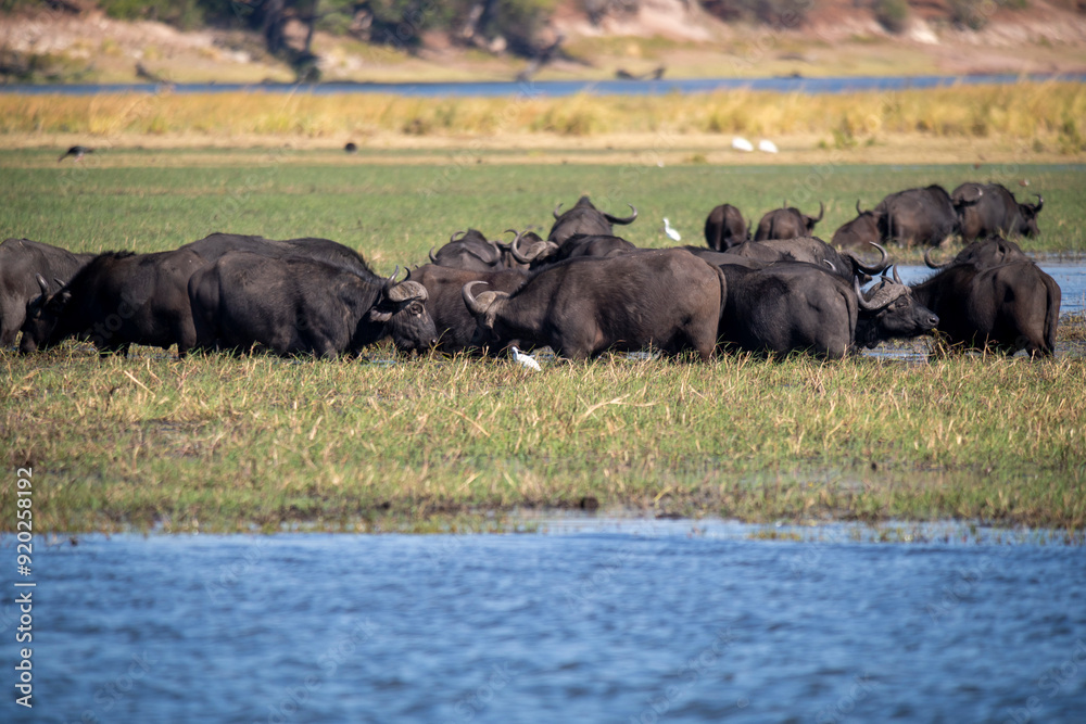 The African buffalo, Syncerus caffer, is a large sub-Saharan African bovine found in Southern Africa and East Africa. The African buffalo, Syncerus caffer, is a large sub-Saharan African bovine found in Southern Africa and East Africa.