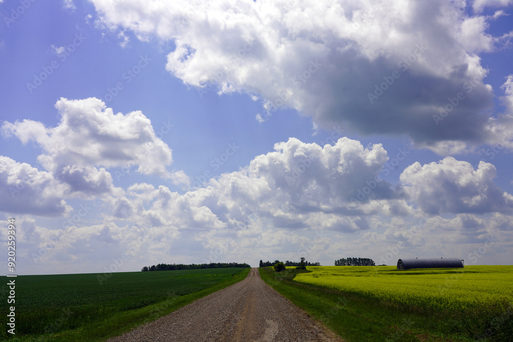 Obraz premium Country road stretching to the horizon with grain fields on either side