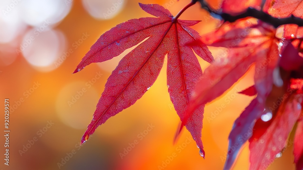 Red leaf on tree branch with water droplets - close up Background softly blurred Red leaf on tree branch with water droplets - close up Background softly blurred