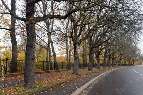 The alley at the Guards Avenue in Kaliningrad photo