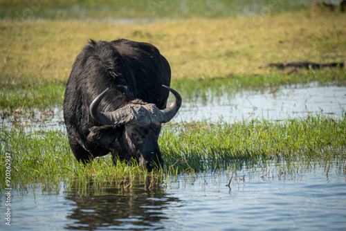 The African buffalo, Syncerus caffer, is a large sub-Saharan African bovine found in Southern Africa and East Africa. 