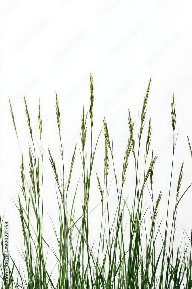 Tall Grass Against White Sky