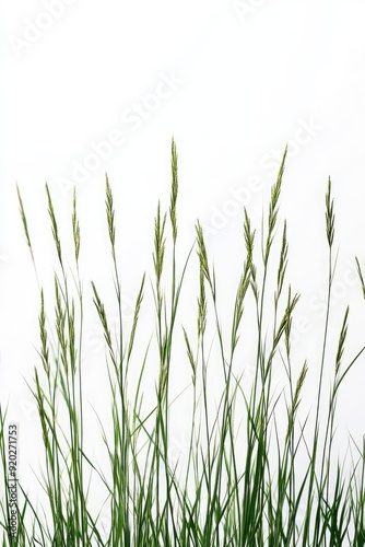 Tall Grass Against White Sky