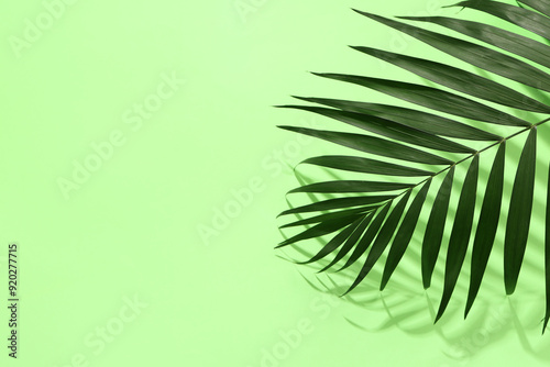 Wallpaper Mural Green tropical leaf on color background Torontodigital.ca