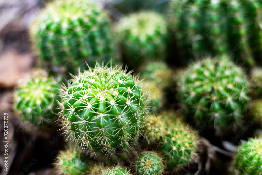 Close Up Top View Of Cactus Close Up Top View Of Cactus