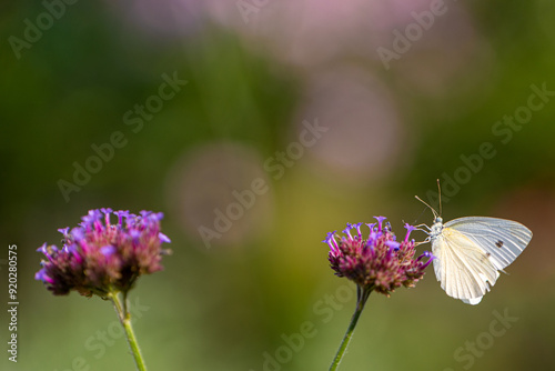Close-up of a cabbage butterfly (pieris rapae) sitting and feeding on a blooming vervain (verbena officialis)
