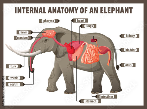 Internal Anatomy of an Elephant